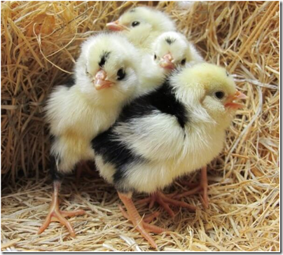 Фото: https://pro-kur.ru/wp-content/uploads/2017/10/gudan-poroda-kur-2.jpg image