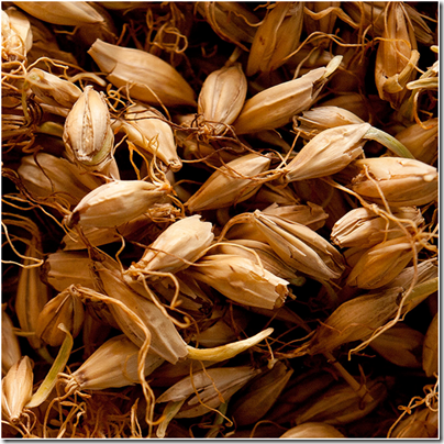Фото: http://samogon-braga.ru/wp-content/uploads/2016/10/evgen_barley_roots.jpg image