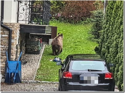 Фото: https://static.tildacdn.com/tild6238-3430-4533-b134-326232303236/z27141507IERNiedzwie.jpg image