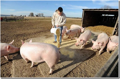 Фот: https://densegodnya.ru/thumb/2/uWcQFQMng71_qBaz_SHHiQ/r/d/afrikanskaya_chuma_sviney_v_litve.jpg image