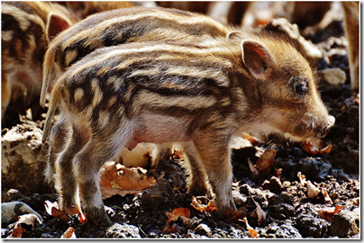 Фото: https://nanax.de/statisch/w/wild-pigs-1332237_960_720.jpg image
