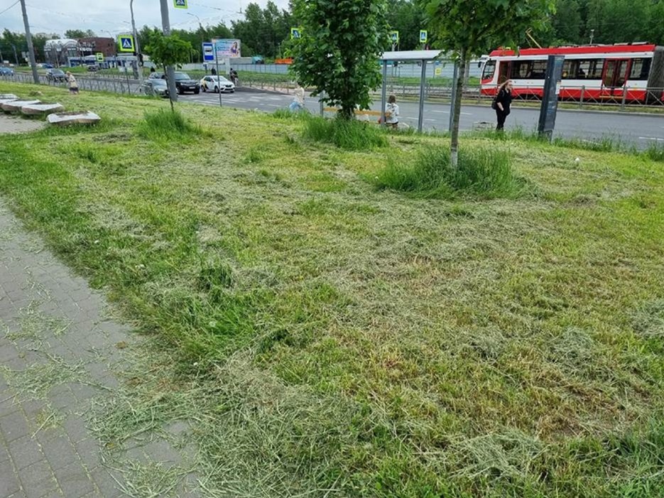 Петербуржцы обвинили Комитет по благоустройству в превращении города в «кладбище газонов»