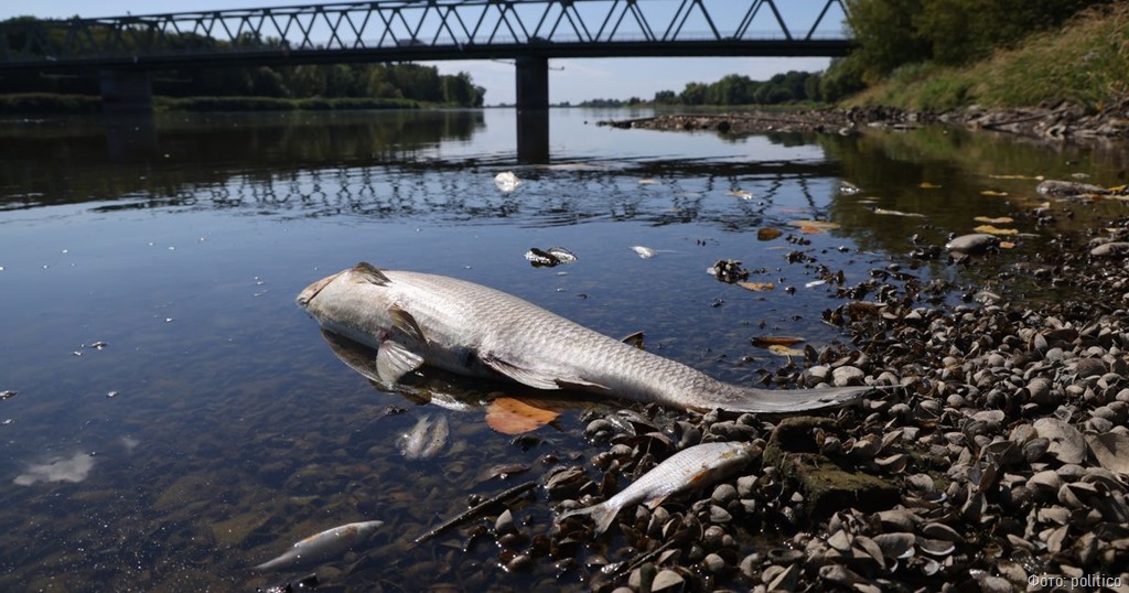 На границе Польши и Германии обнаружены тысячи мёртвых рыб
