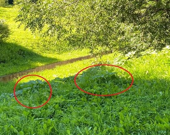 Смольный не спешит бороться с «захватывающим» Петербург борщевиком Смольный не спешит бороться с «захватывающим» Петербург борщевиком