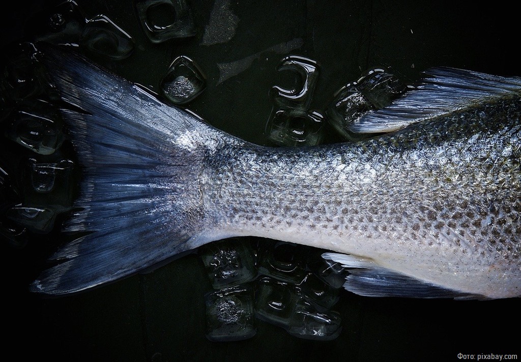 Рыбак из Полесска сетью наловил огромное количество рыбы и попал под суд