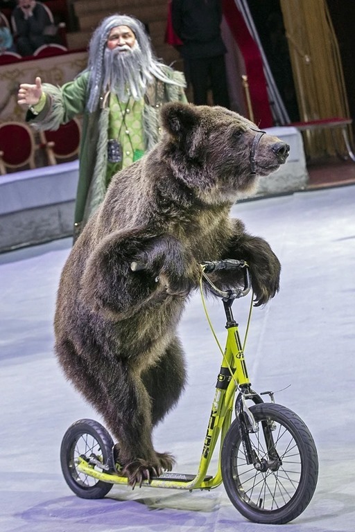 Патриотический цирковой спектакль о единстве народов России можно увидеть в цирке Санкт-Петербурга