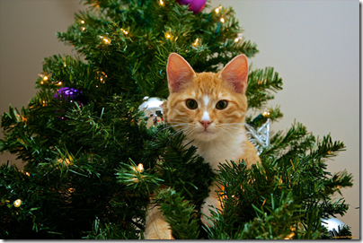 Фото: https://kartinkin.net/uploads/posts/2022-03/1648036457_44-kartinkin-net-p-kartinki-yelok-novogodnikh-61.jpg image