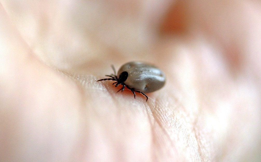 В Петербурге клещи все чаще кусают детей, пока чиновники не торопятся проводить обработки в парках