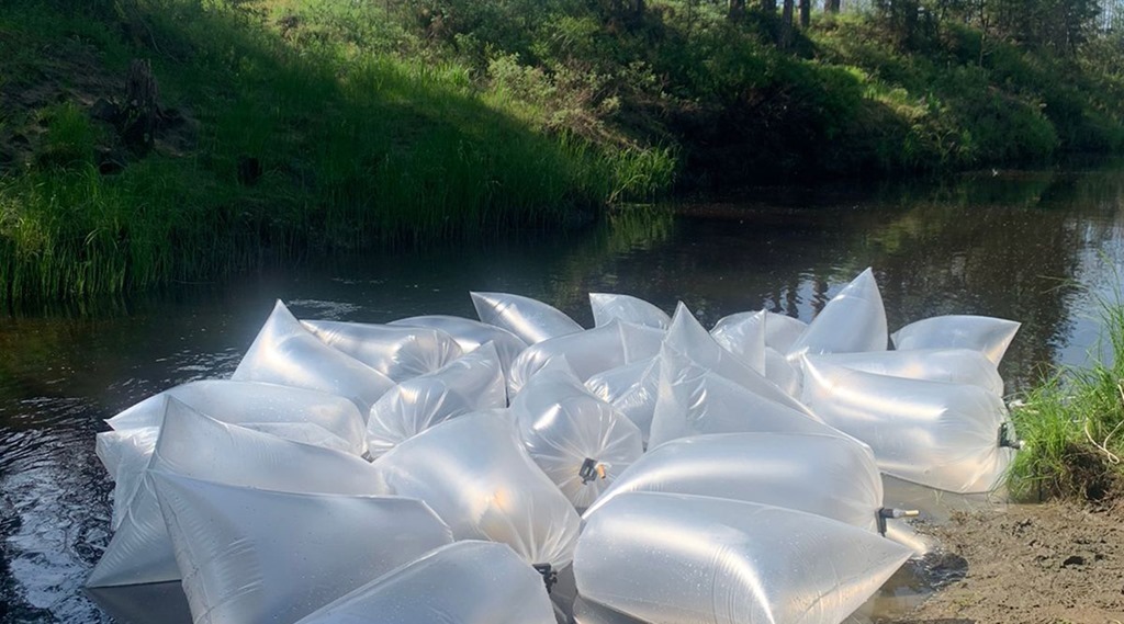 Специалисты АО «РНГ» выпустили в якутскую реку Аанньаах свыше одного миллиона мальков семейства лососёвых