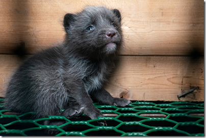 Фото: https://папаростов.рф/800/600/https/pbs.twimg.com/media/E1wttE-XsA0kjr0.jpg image