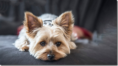 Фото: https://www.vets4pets.com/siteassets/species/dog/dog-sleeping.jpg image