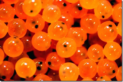 Фото: https://ribxoz.ru/wp-content/uploads/2017/12/cebf971a080b1138ee97a9ea8d021f9d.jpg image