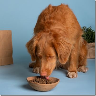 Фото: https://img.freepik.com/free-photo/view-of-adorable-dog-with-bowl-of-food_23-2150798721.jpg?size=626&ext=jpg&ga=GA1.1.1153388411.1704160778&semt=ais image