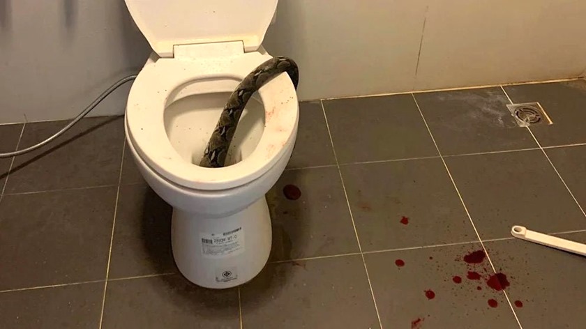 В Таиланде мужчина забил ёршиком змею, выползшую из унитаза и укусившую его за гениталии