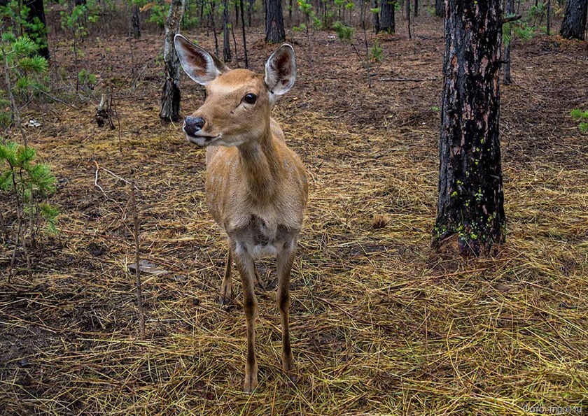 АО «РНГ» оказало помощь парку «Живые алмазы Якутии»