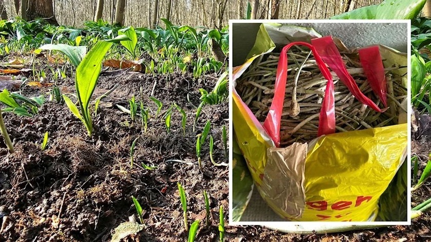 Шестеро россиян задержаны полицией Германии из-за сбора дикого чеснока в заповедных лесах Саксонии Шестеро россиян задержаны полицией Германии из-за сбора дикого чеснока в заповедных лесах Саксонии