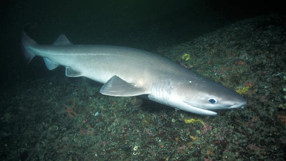 У Майорки впервые сняли на видео редкую пятиметровую тупорылую акулу