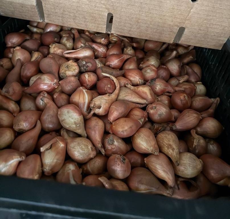 Немецкие тюльпаны с трипсом не пустили в Россию Немецкие тюльпаны с трипсом не пустили в Россию