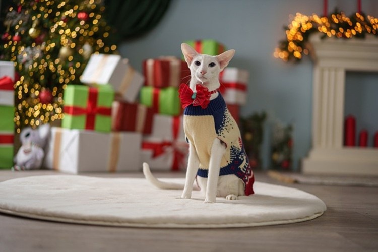 «Пушистая зима в Большой Стране»: фольклор, любовь к животным и новогодняя магия на выставке в мультимедийном пространстве «Пушистая зима в Большой Стране»: фольклор, любовь к животным и новогодняя магия на выставке в мультимедийном пространстве